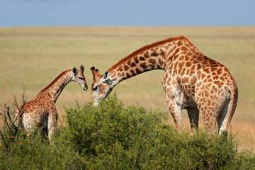 A giraffe cow (Giraffa camelopardalis) and young calf, South Africa.