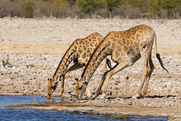 Naklejka na ściany i meble Two giraffes (Giraffa camelopardalis) drinking water, Etosha National Park, Namibia .