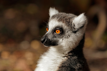 Portrait of a ring-tailed lemur (Lemur catta), Madagascar .
