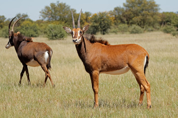 Naklejka na ściany i meble Female sable antelopes (Hippotragus niger) in natural habitat, South Africa.