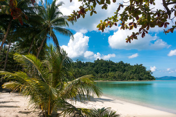 Stunning Beach and young coconut tree in Palawan
