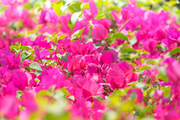 Fototapeta premium The showy flowering bougainvillea on the sunshine day in public park. for nature background.