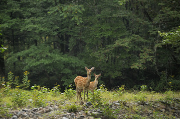 エゾシカの親子