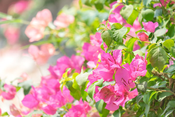 The showy flowering bougainvillea on the sunshine day in public park. for nature background.