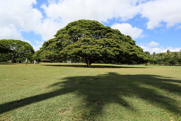 モンキーポッドの木