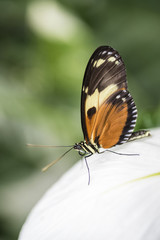 Fototapeta na wymiar Beautiful Mechanitis polymnia dorissides butterfly from South America