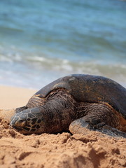 眠るアオウミガメ