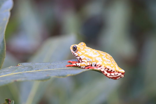 Painted Reed Frog or Spoted Tree Frog (Hyperolius viridiflavus) in Zambia