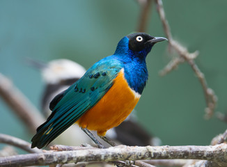 Птица трёхцветный  великолепный скворец 