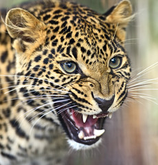 Obraz na płótnie Canvas Portrait of a Leopard