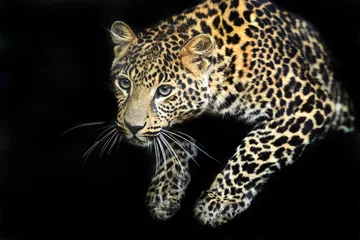 Rolgordijnen Portrait of a Leopard © kyslynskyy