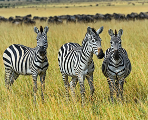 Fototapeta na wymiar Masai Mara Zebra