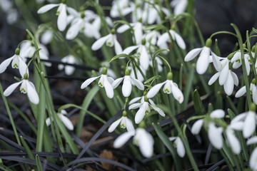 Fototapeta premium Beautiful Snowdrop galanthus flowers in full bloom in Spring forest