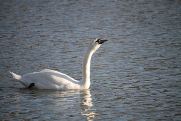 Un cygne muet au milieu de l'étang