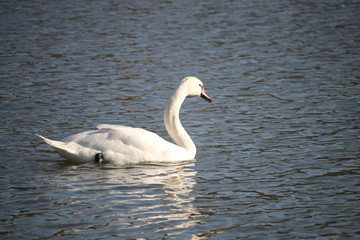 Le cygne nage seul dans l'étang