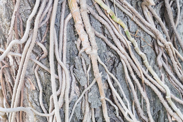 the roots of tree for abstract background.