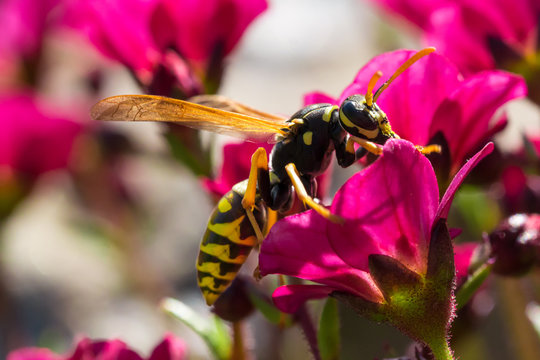 the evil wasp sitting on a pink flower