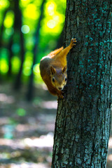 Squirrel in the park