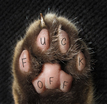 The cat has a tattoo on his paw that just says " fuck off".