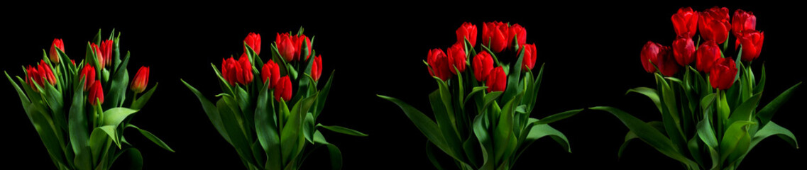 Tulip Flower Series