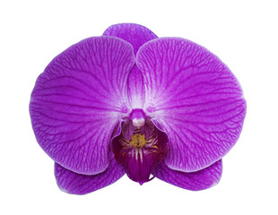 Fototapeta na wymiar Phalaenopsis Orchid isolated on white