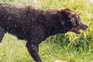 A series of images with an adult Labrador Retriever dog shaking water drops of him after having a swim, with the water drops shining in the sunlight.