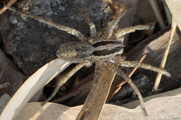 Closeup of the nature of Israel - spider on the ground