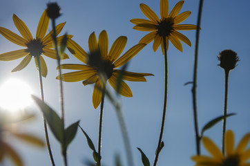 Jerusalem artichoke on a sky background