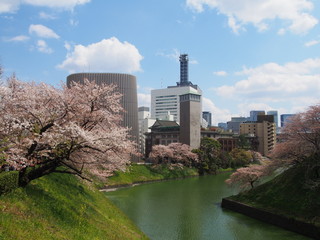 千鳥ヶ淵の桜