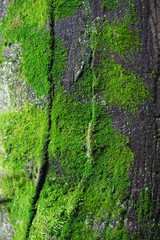 Green moss on the tree