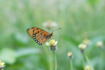 Closeup orange butterfly