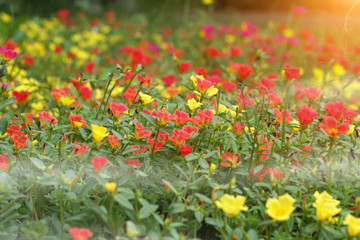 Portulaca flowers at the garden.