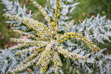 von Reif bedeckte Pflanze