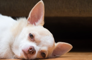 Sleepy cute chihuahua lay on floor. Short hair chihuahua dog. Male whit and brown color chihuahua puppy.