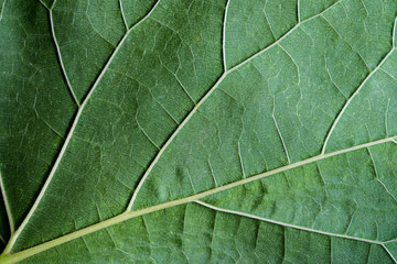 Fototapeta na wymiar Close up fresh green leaf vein texture nature background.