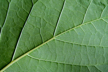 Close up fresh green leaf vein texture nature background.