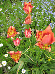 Red flowers