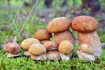 boletus mushrooms