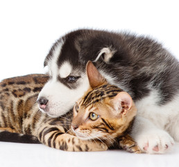 Fototapeta premium Siberian Husky puppy lying with bengal kitten. isolated on white background