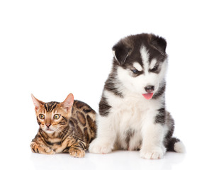 Bengal kitten and Siberian Husky puppy together. isolated on white background