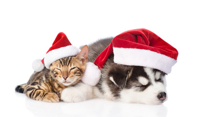 Fototapeta na wymiar Sleeping bengal kitten and Siberian Husky puppy in santa hat. isolated on white background