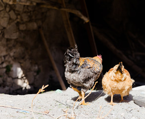 Chickens reared in the home garden