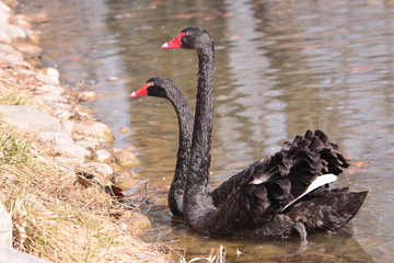 Obraz premium swan