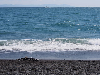 三保の松原の海岸
