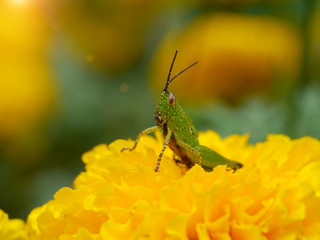 Close up of Grasshopper green and marigold