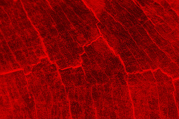 abstract red wood background 