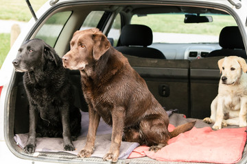 Three Labrador Retrievers sit up and look alertly out of the back of a wagon car.