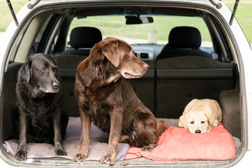 Three Lab Retrievers sit in a car, with two looking to the left and one looking directly at the camera.