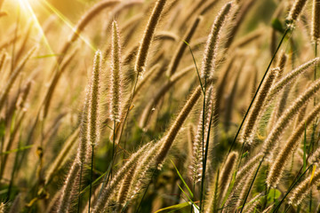 Fototapeta premium Flower grass impact sunlight.