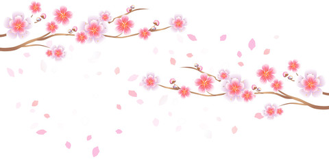 Branches of Sakura and petals flying isolated on white background. Apple-tree flowers. Cherry blossom. Vector 